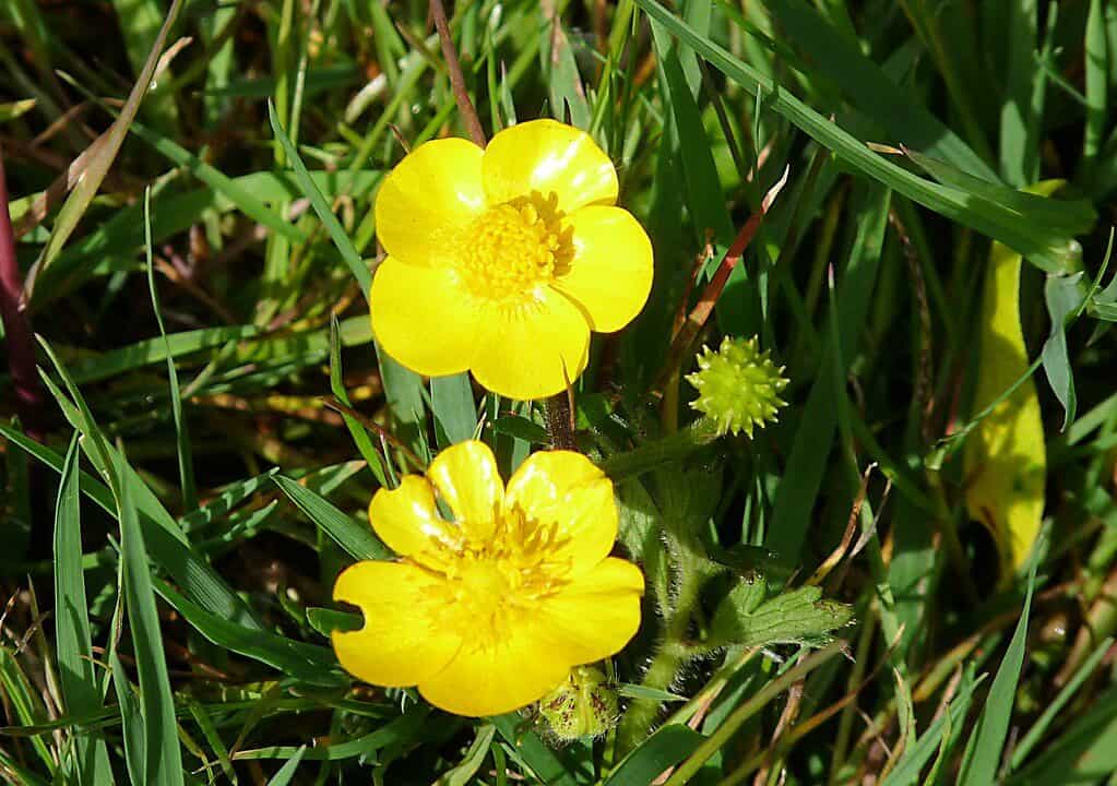 Name of weeds 101 - Creeping Buttercup
