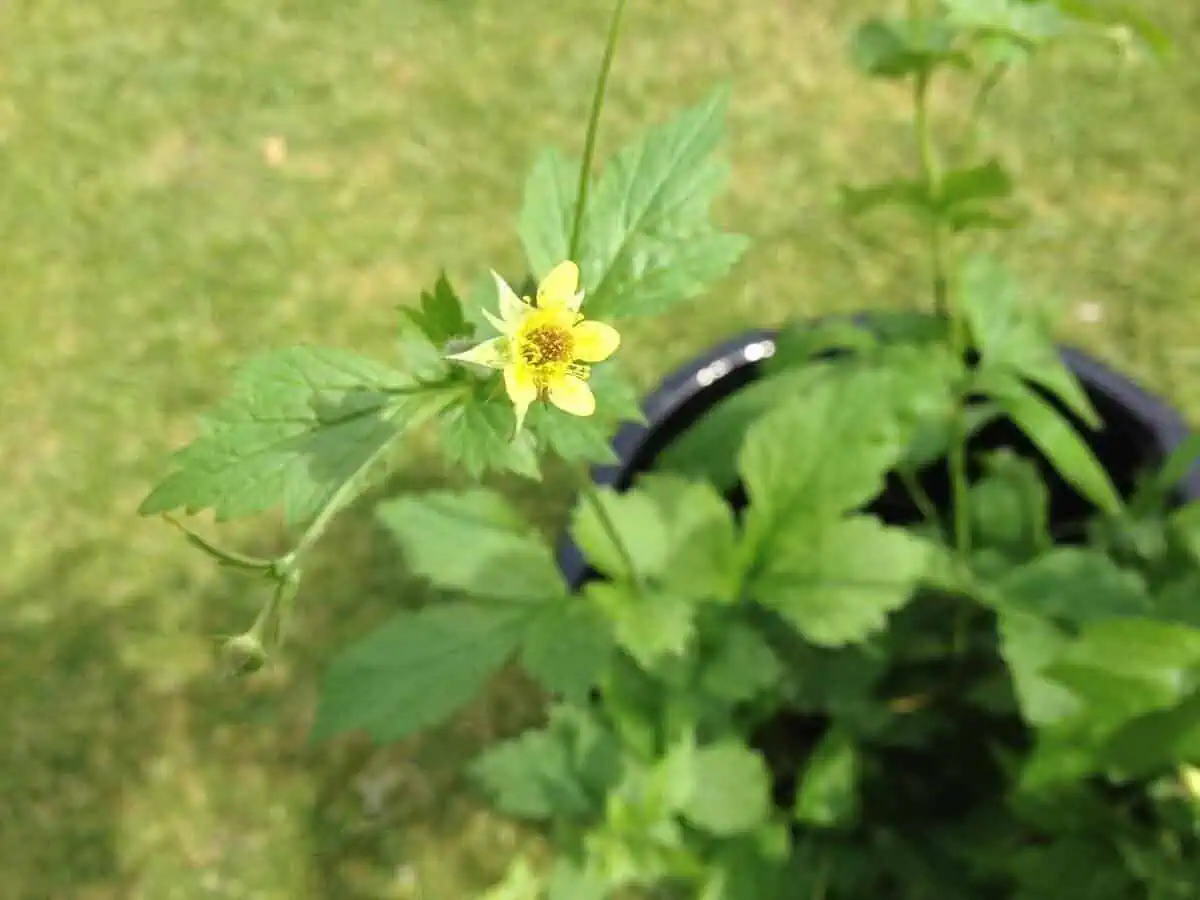 herb bennet weed