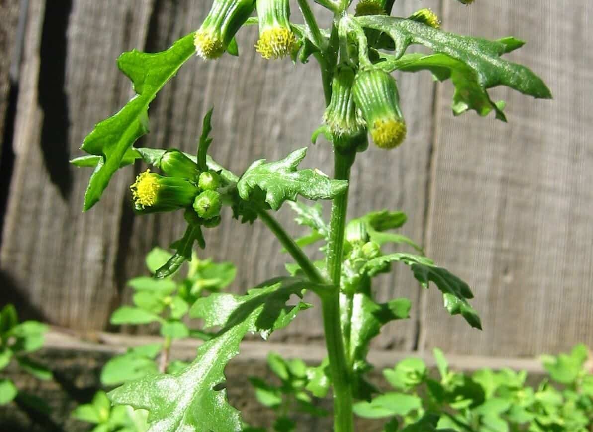 Name of weeds - Common Groundsel