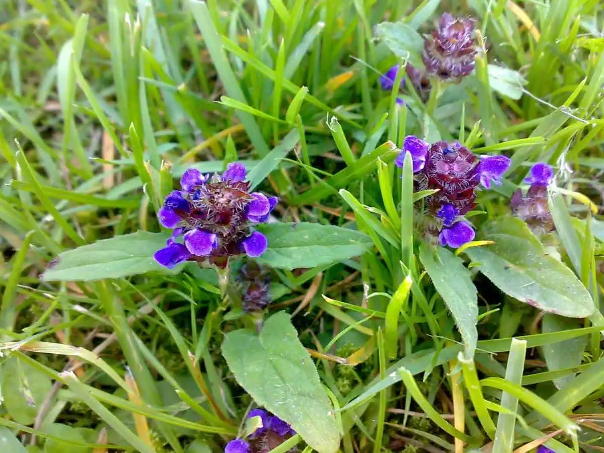Common self heal - Prunella vulgaris