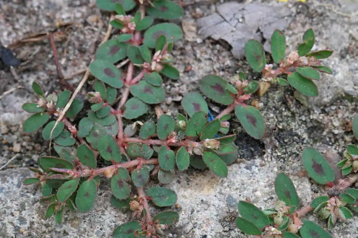Name of weeds - Euphorbia maculata - spotted spurge