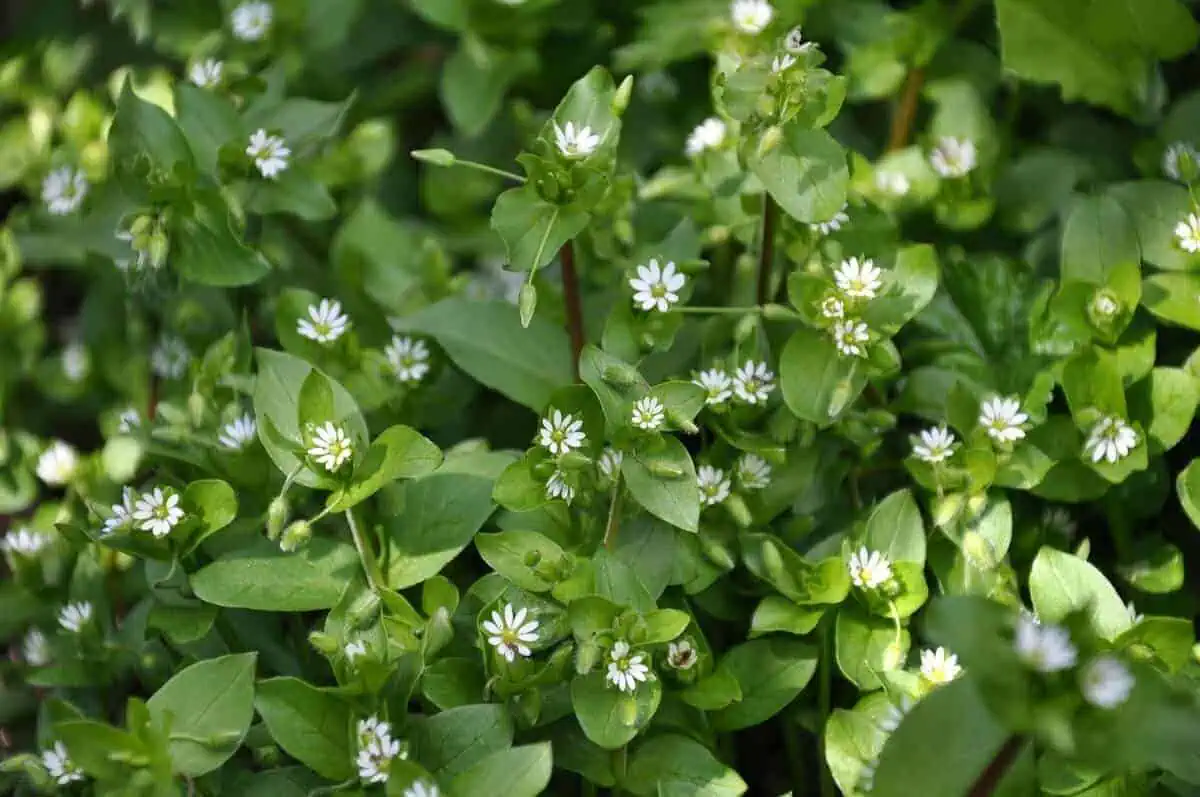 Stellaria media - Common Chickweed