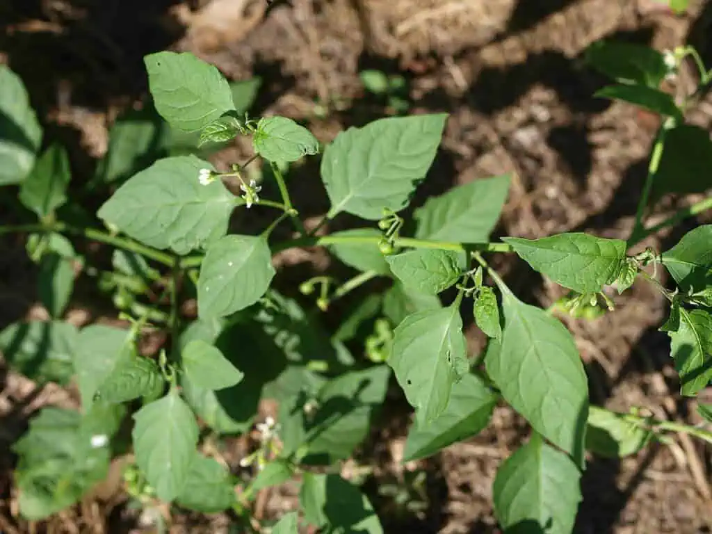 black nightshade