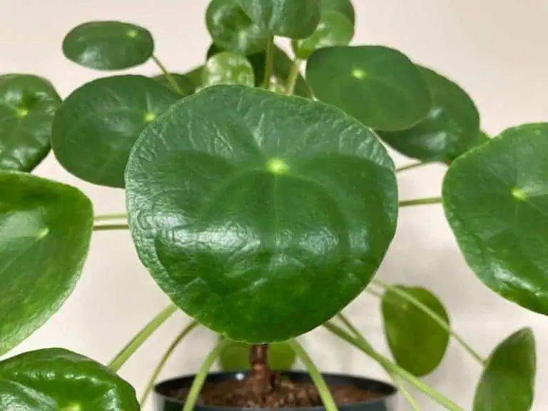 Are Your Pilea Leaves Curling? Possible Causes & Fixes