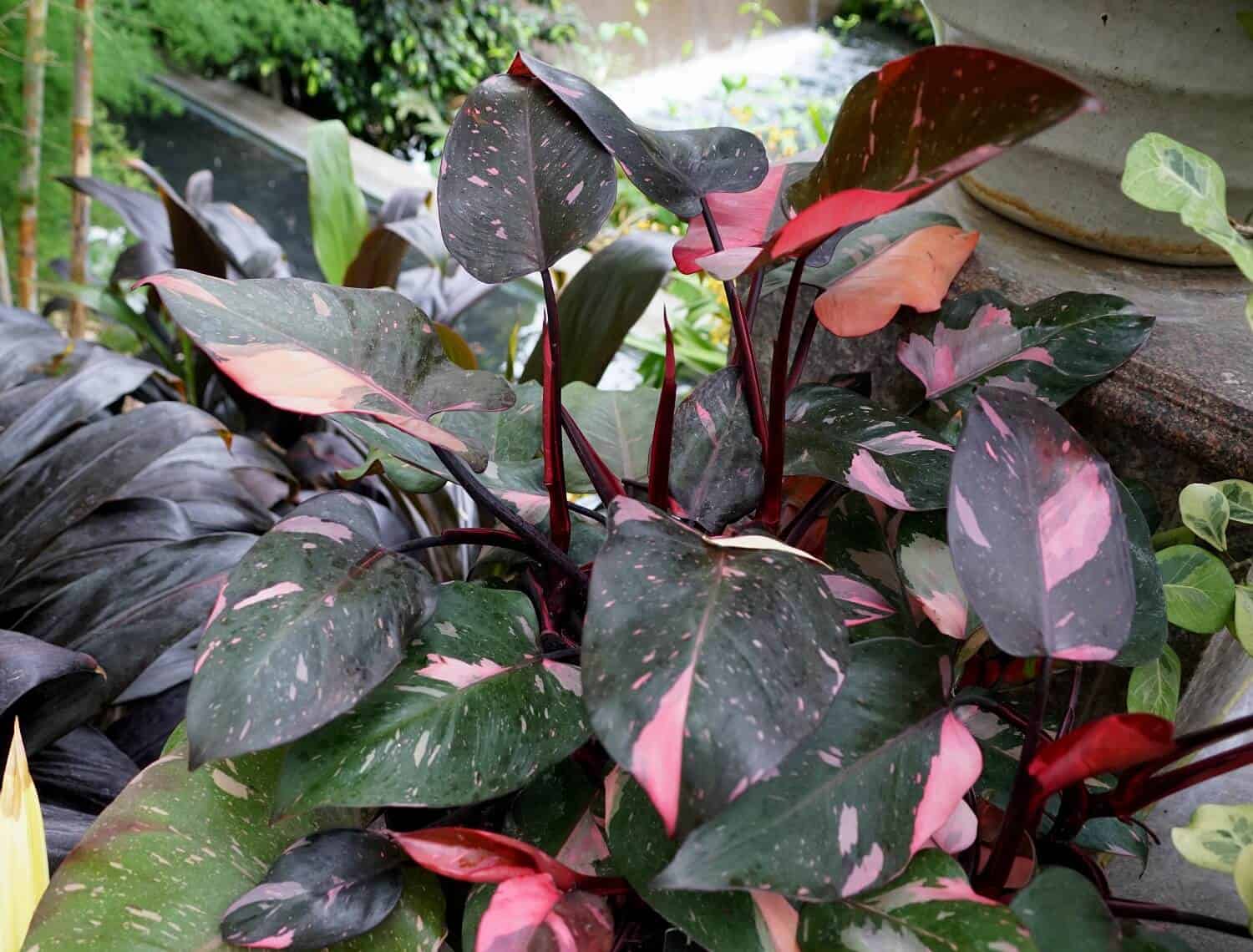 Pink Princess Philodendron Featured