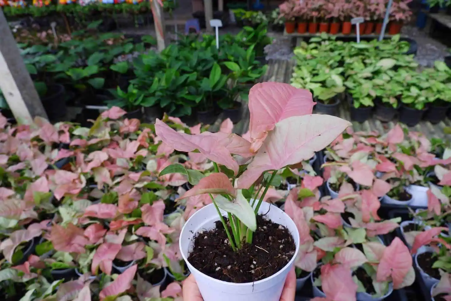 Pink Syngonium Plant Care in Pots indoors