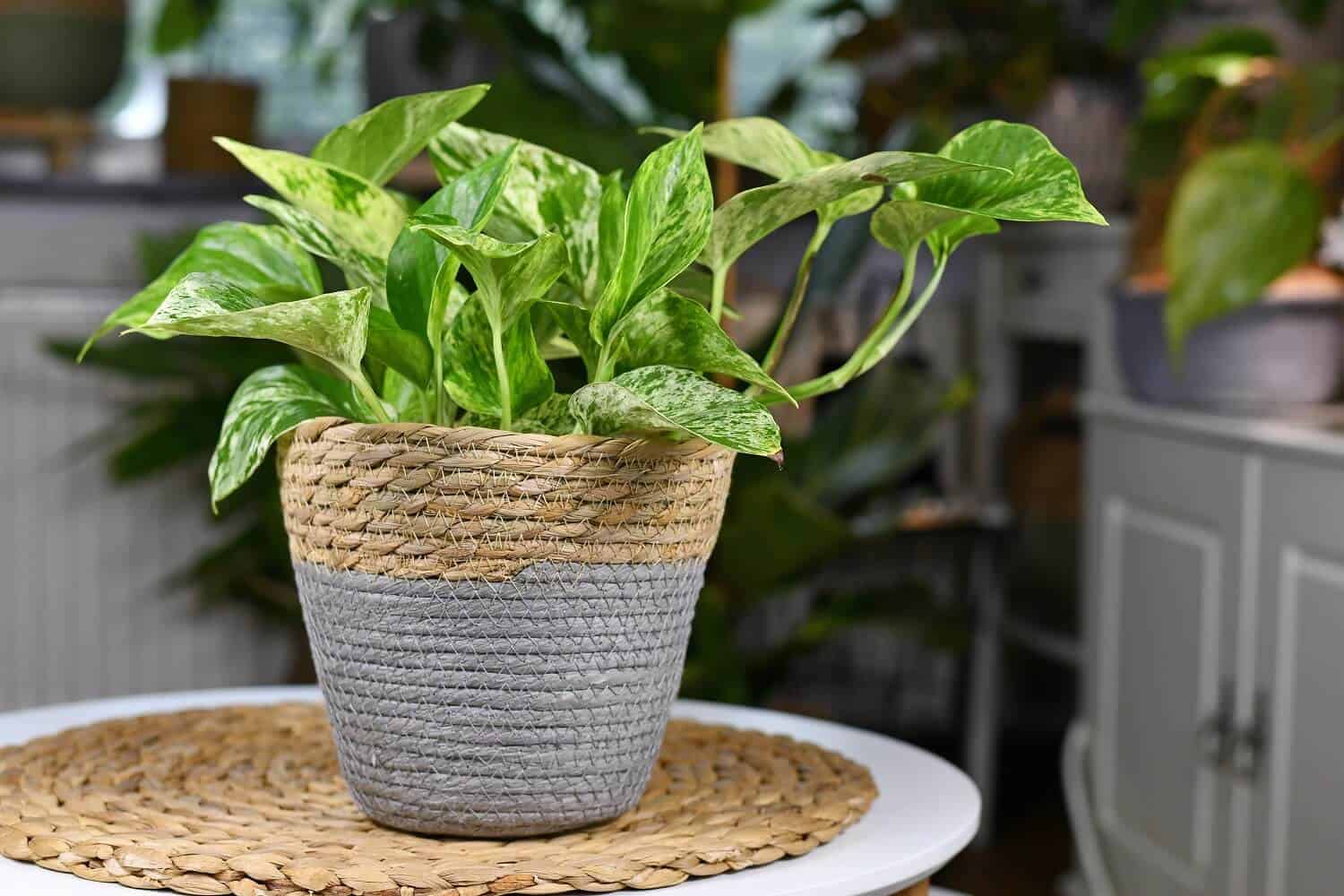 Why Are Your Pothos Leaves Curling And What to Do to get such beautiful pothos
