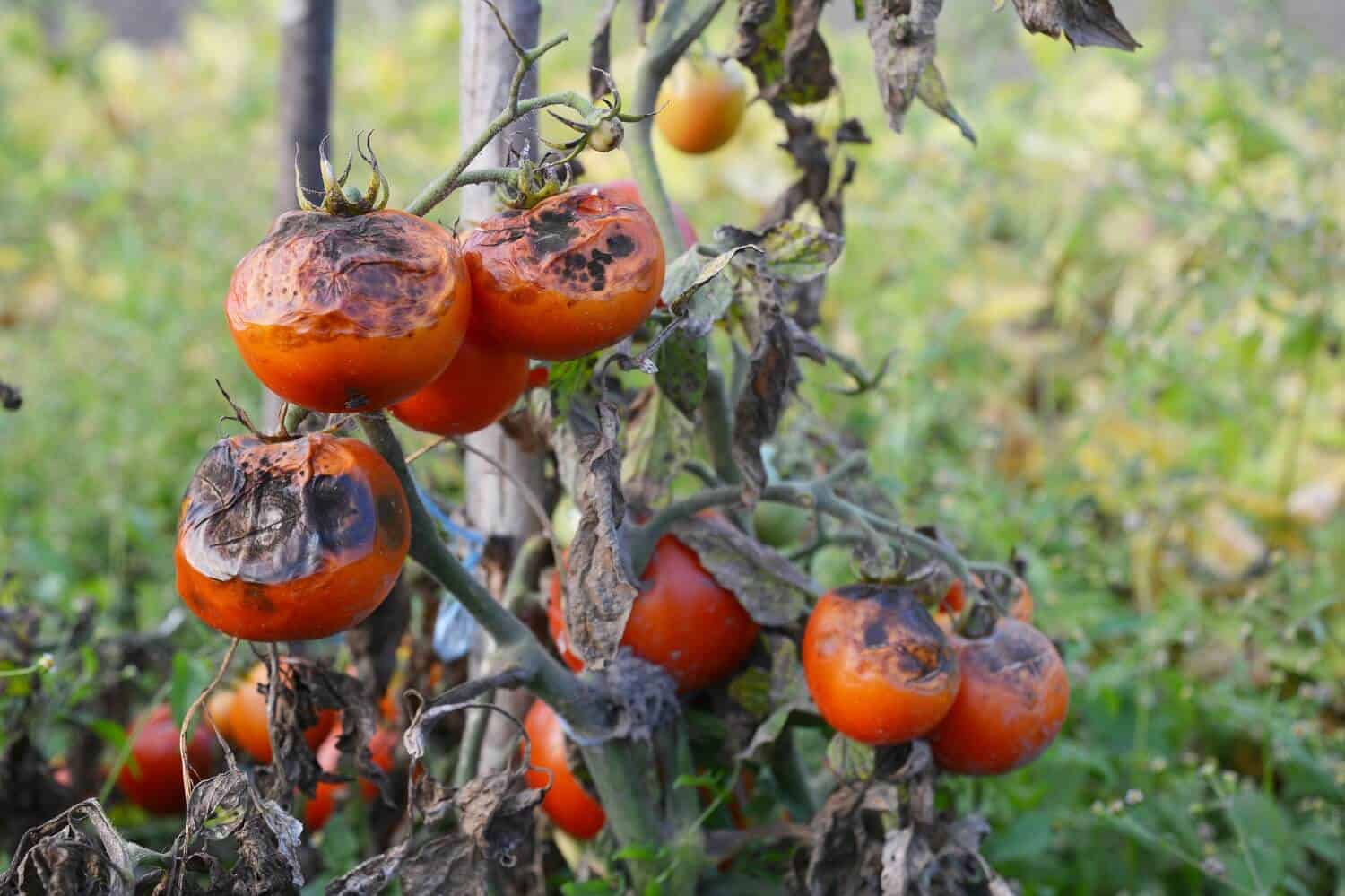 Tomato plant diseases - late blight in tomato fruits