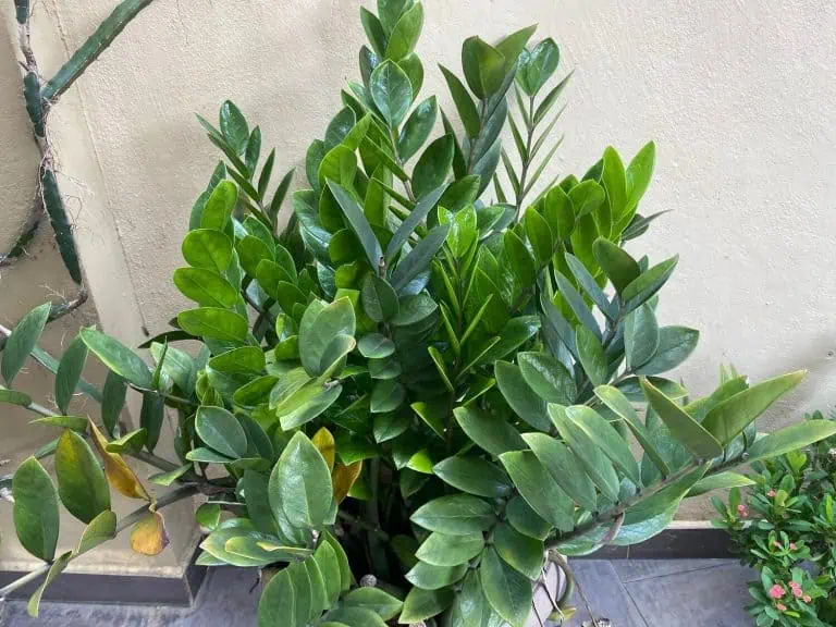 ZZ Plant Turning Yellow