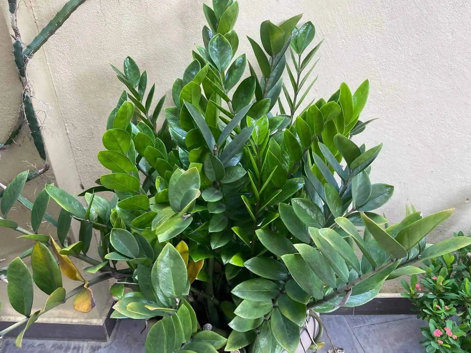 ZZ Plant Turning Yellow