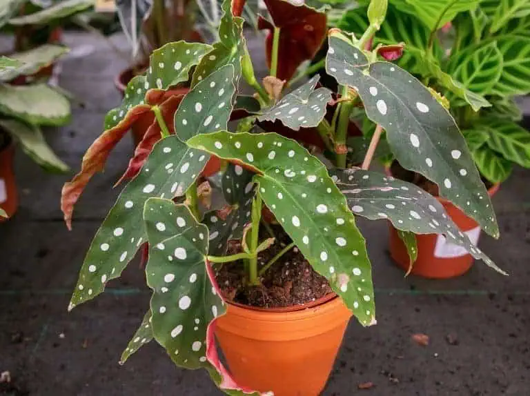 Begonia maculata plant - Polka dot begonia