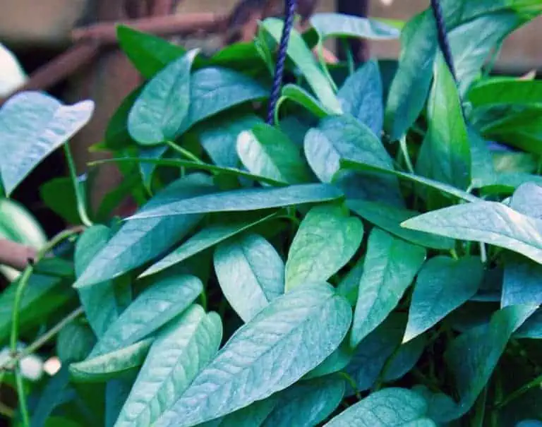 Cebu Blue Pothos in a hanging basket