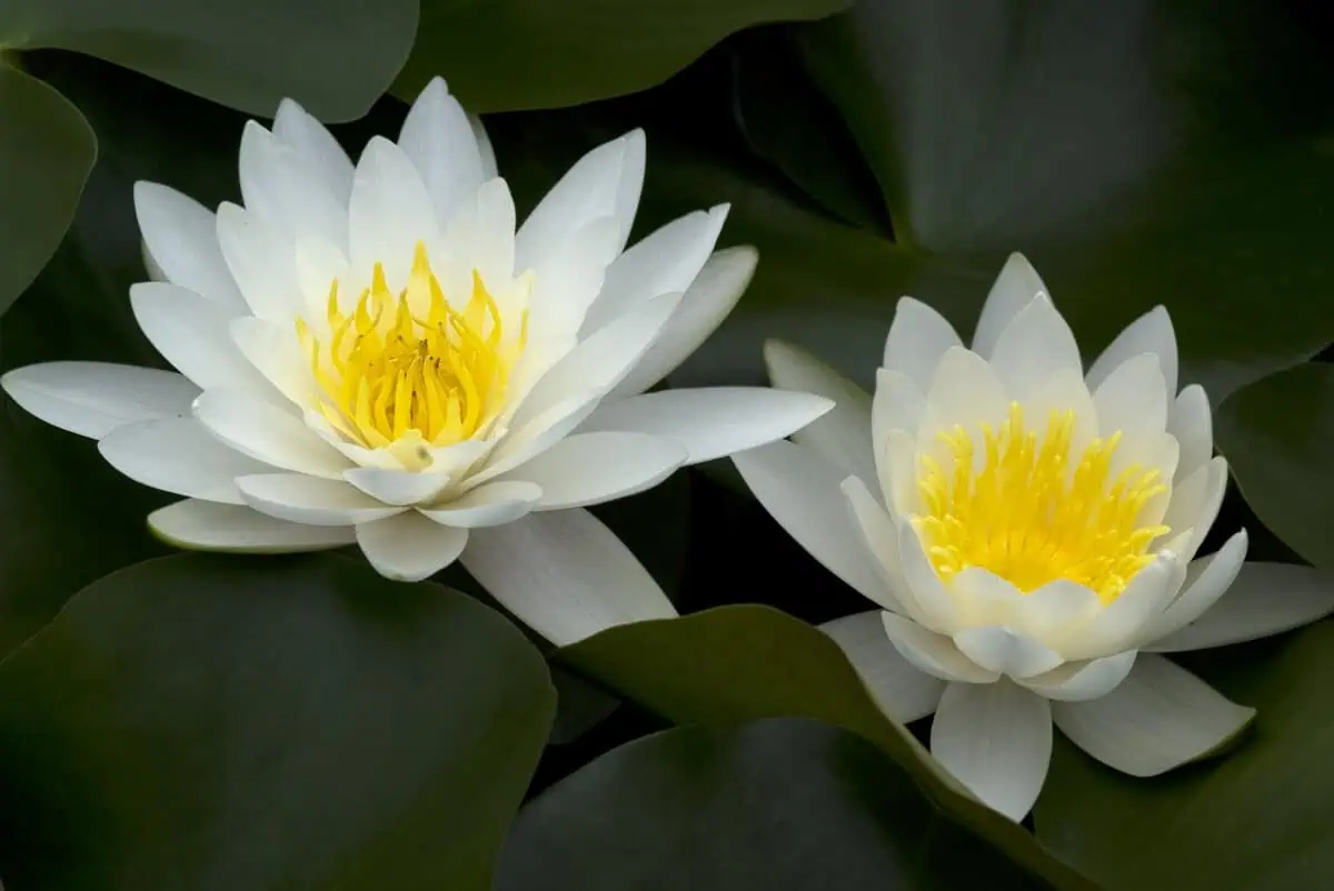 Dwarf lilies - dwarf water lily Dwarf lilies - dwarf water lily