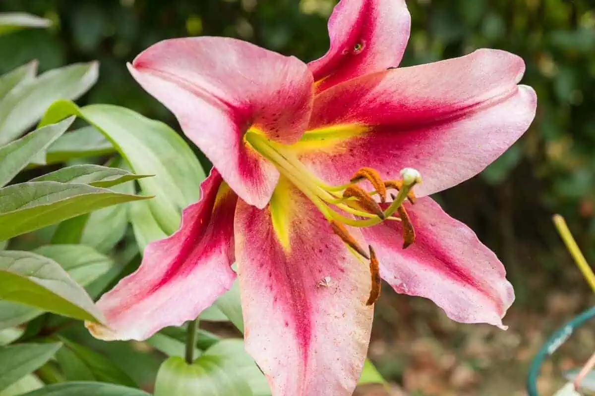 Orienpet lilies - lilium anastacia Orienpet lilies - lilium anastacia