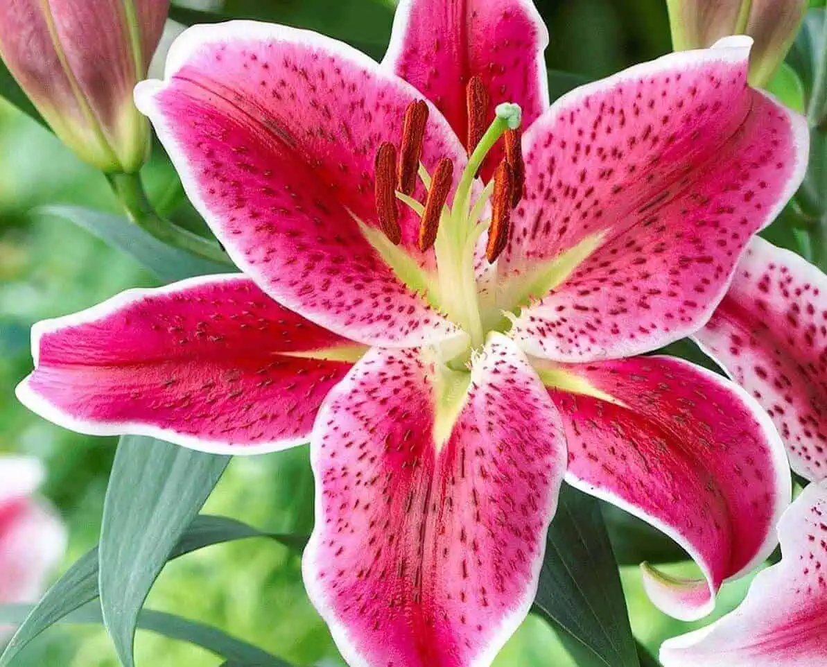 Oriental lilies - Pink stargazer lily Oriental lilies - Pink stargazer lily