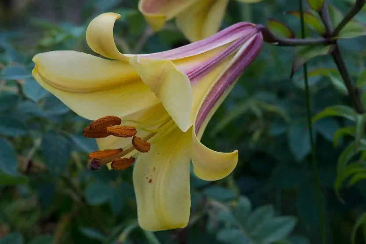 Trumpet lilies - African queen Trumpet lilies - African queen