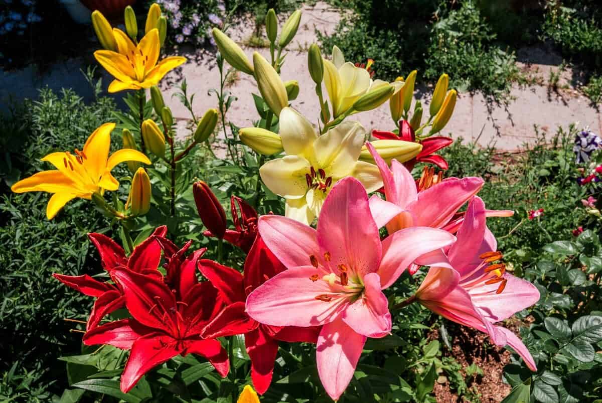 Types of Lilies - Asiatic lilies in a garden