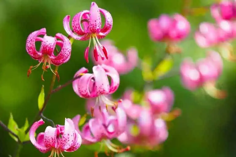 Types of lilies - Martagon lilies - Featured image