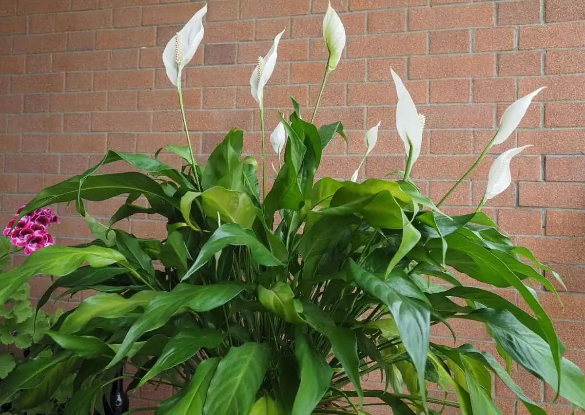 Types of lilies - Peace lilies Types of lilies - Peace lilies