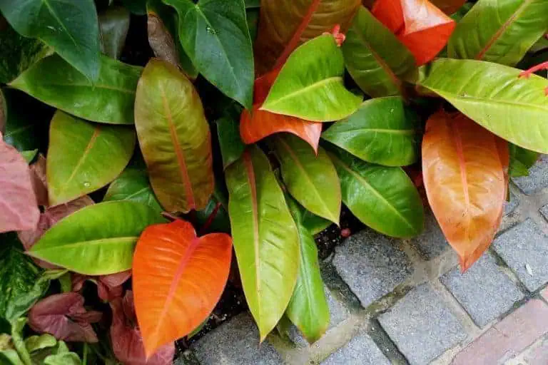 Philodendron Prince of Orange Featured