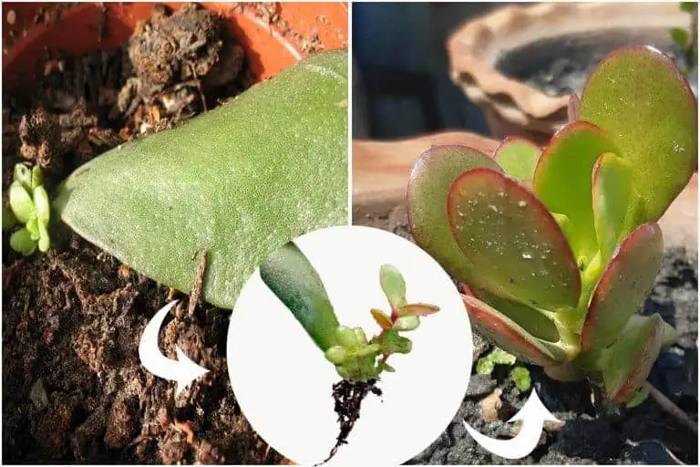 Propagate Jade Plant from leaf to a plantlet to seedlings