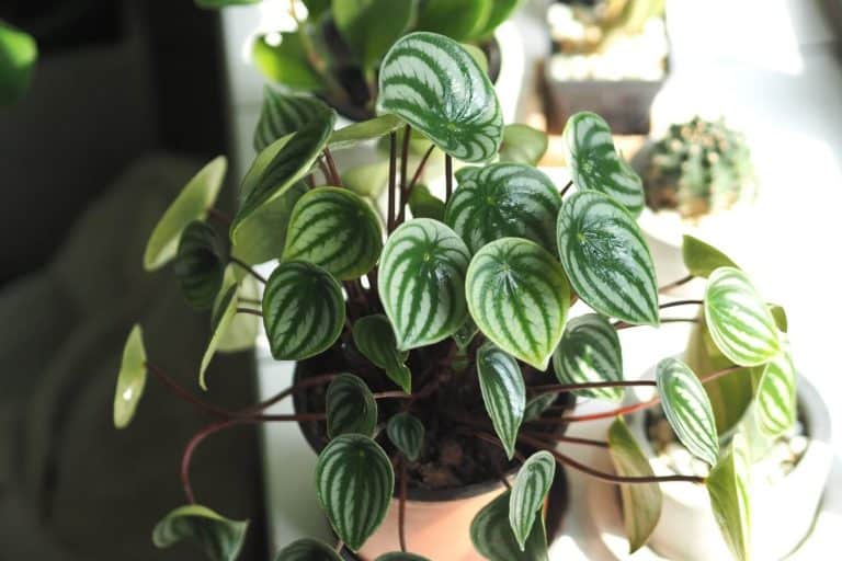 Watermelon Peperomia - Peperomia argyreia - in hanging Baskets