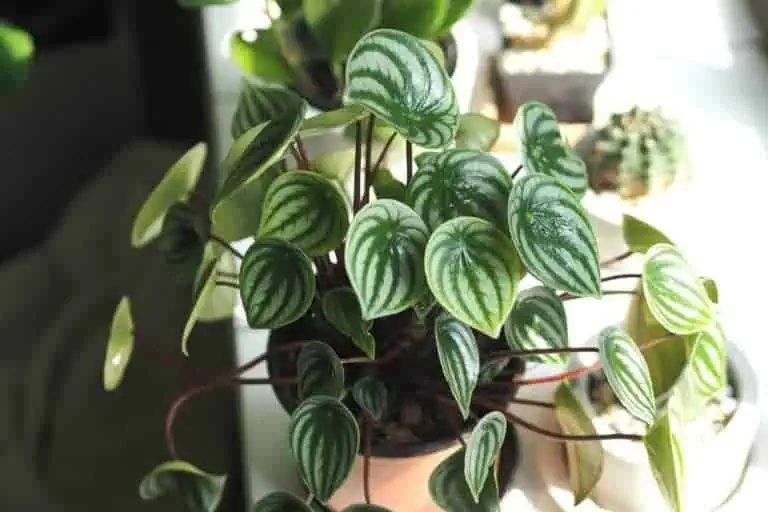 Watermelon Peperomia - Peperomia argyreia - in hanging Baskets