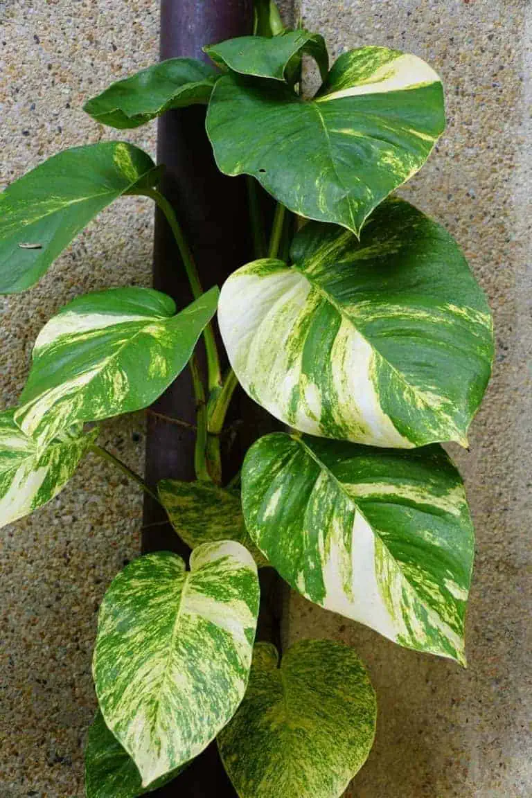 Hawaiian Pothos growing on a pole