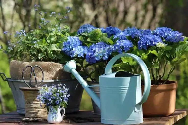 Hydrangea dying - Beautiful hydrangeas and a watering can