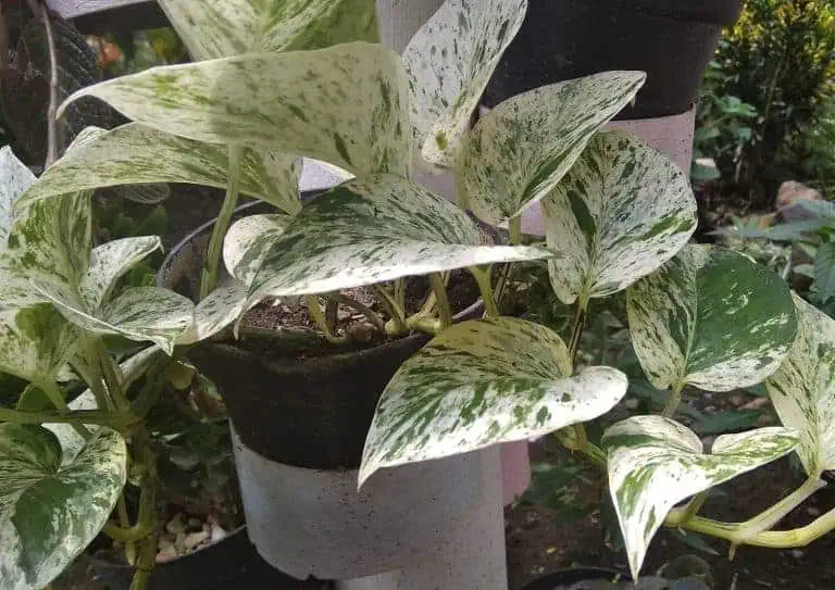 Marble Queen Pothos in a Pot