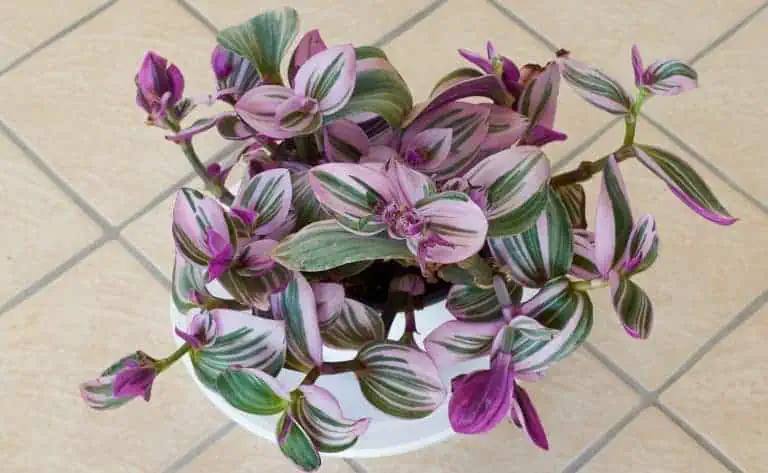 Nanouk Plant - Tradescantia albiflora Nanouk