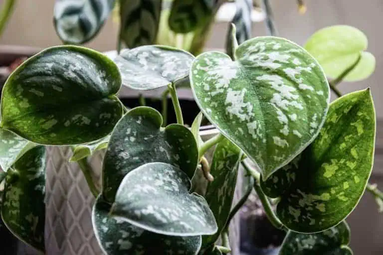 Satin Pothos - Scindapsus pictus