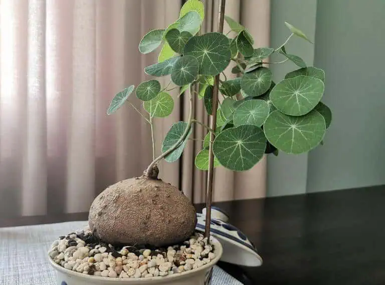 Stephania Erecta, Stephania pierrei Diels or Binh Voi in Vietnamese