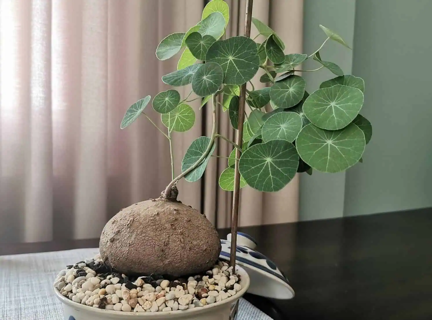 Stephania Erecta, Stephania pierrei Diels or Binh Voi in Vietnamese