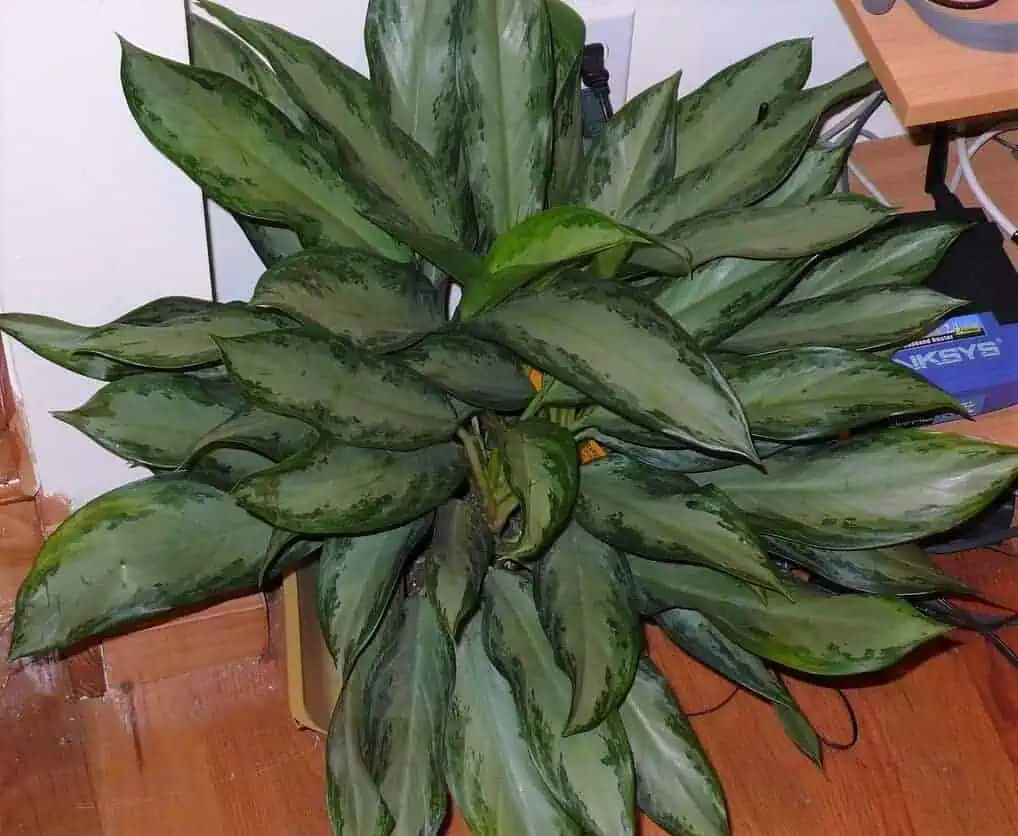 Aglaonema - Emerald Bay