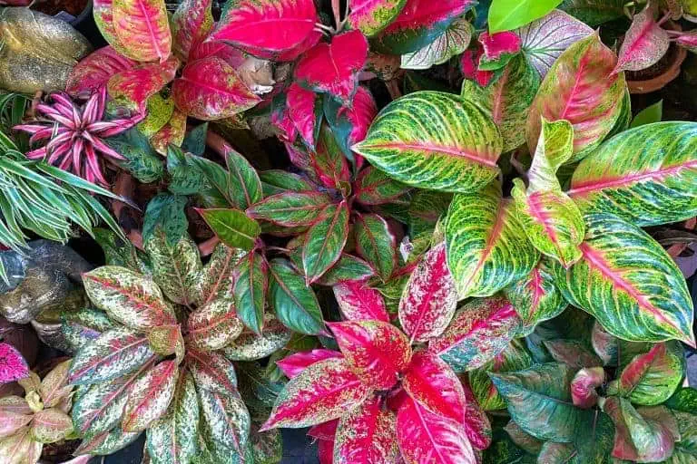 Aglaonema Varieties Featured Image