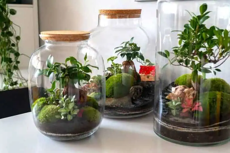 Best plants for closed terrariums