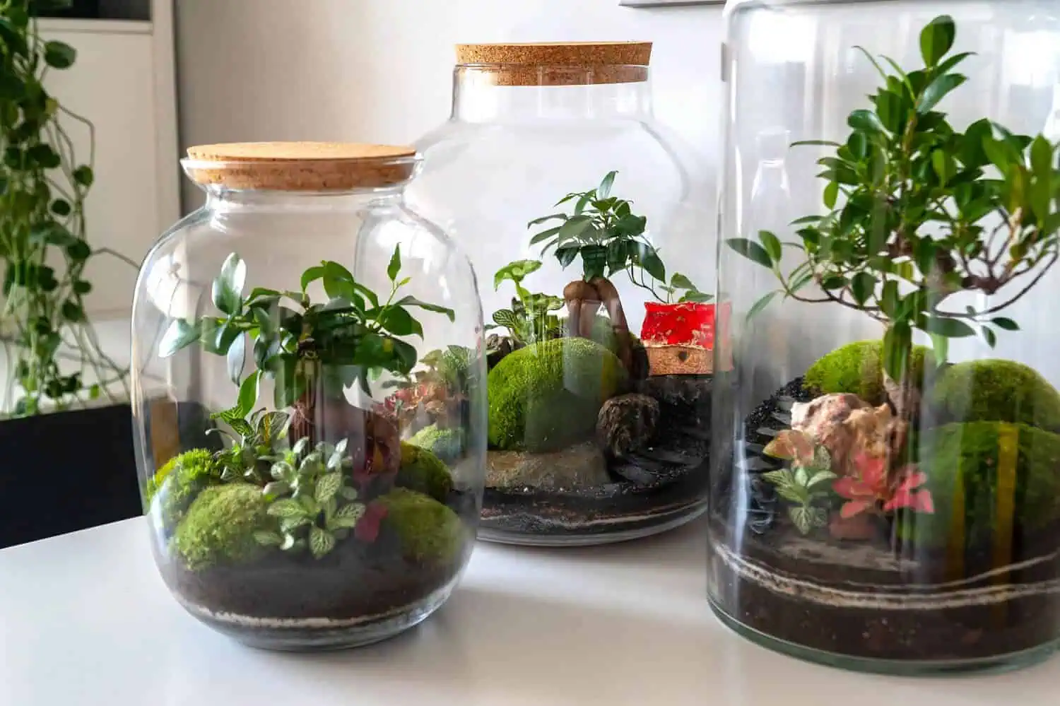 Best plants for closed terrariums
