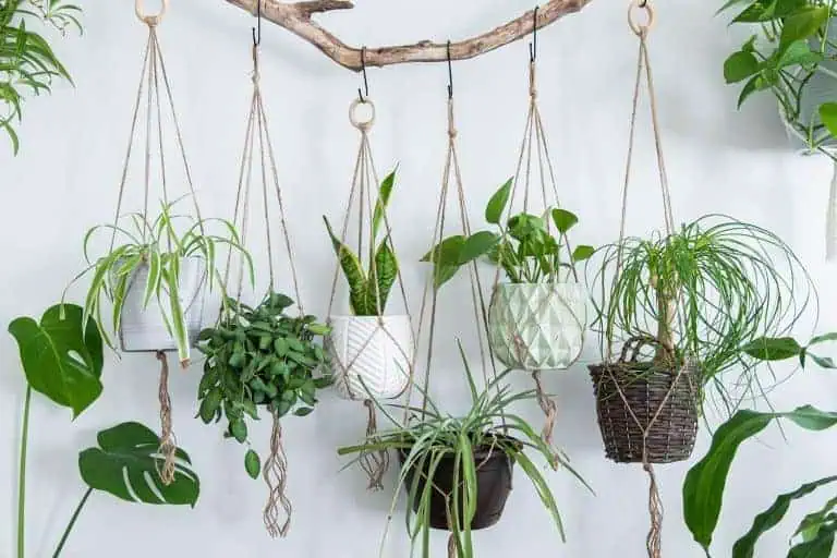 Fast Growing House Plants Featured