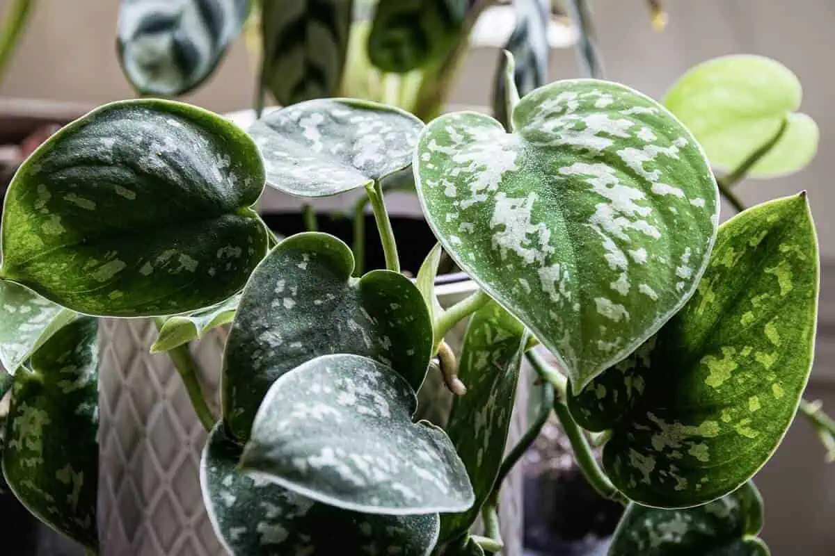 Fast Growing House Plants - Satin Pothos - Scindapsus pictus