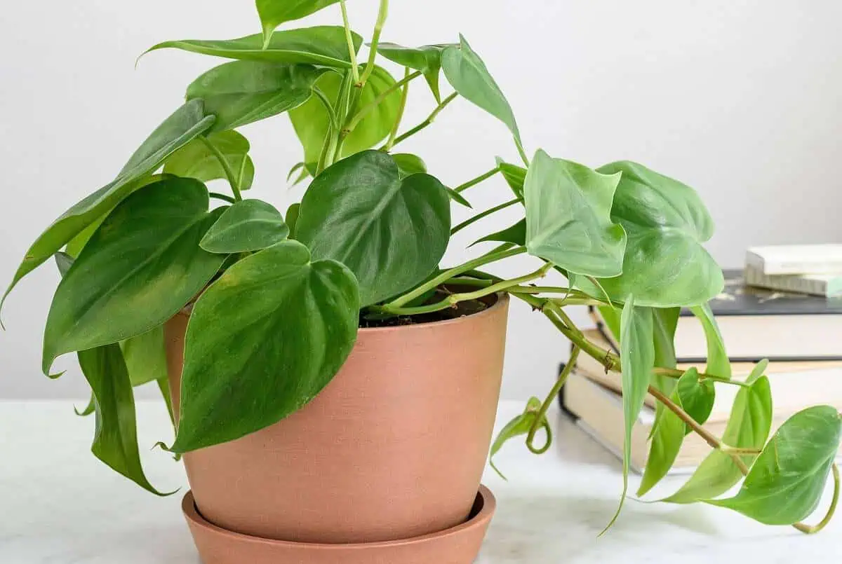 Fast Growing House Plants - Vining Philodendron