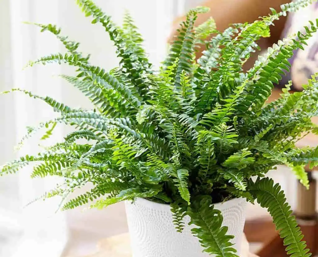 Fast Growing Houseplants - Boston Fern