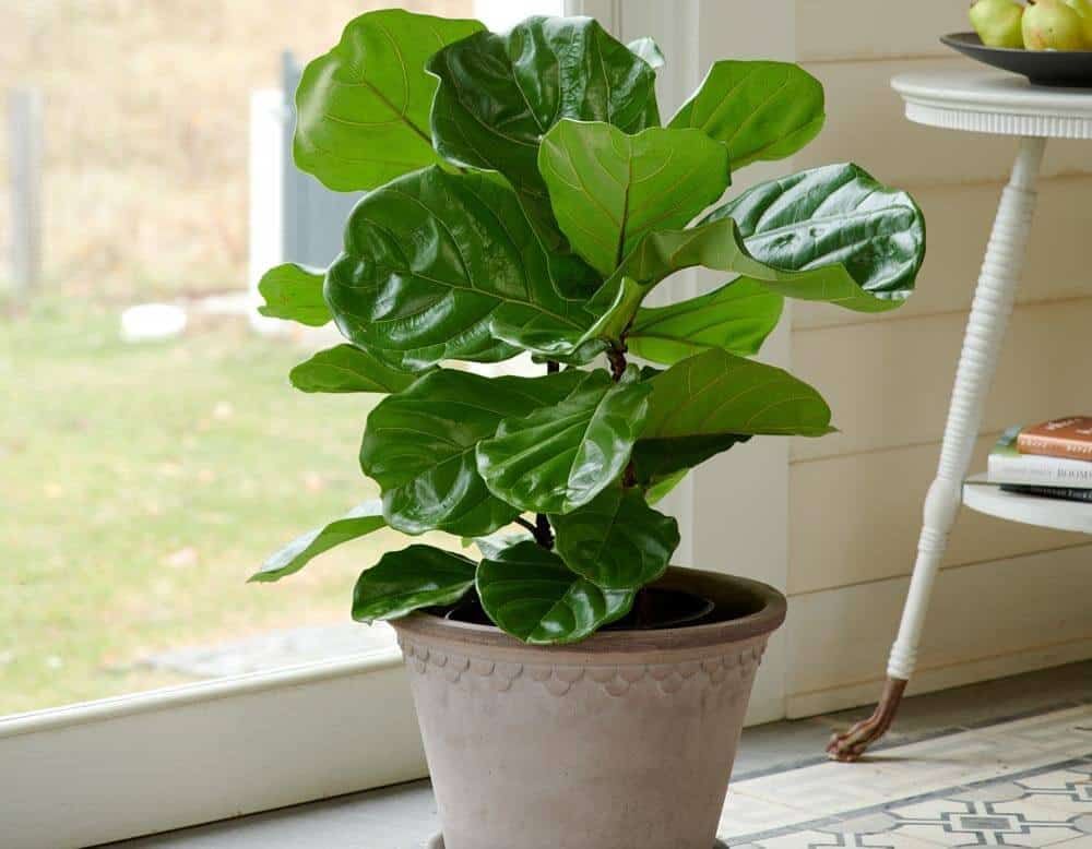 Fast Growing Houseplants - Fiddle Leaf Fig - Ficus lyrata