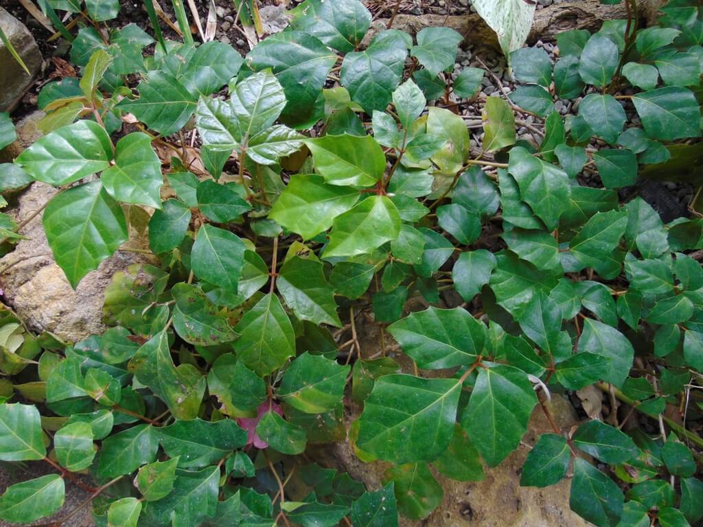 Fast Growing Indoor Plants - Grape Ivy