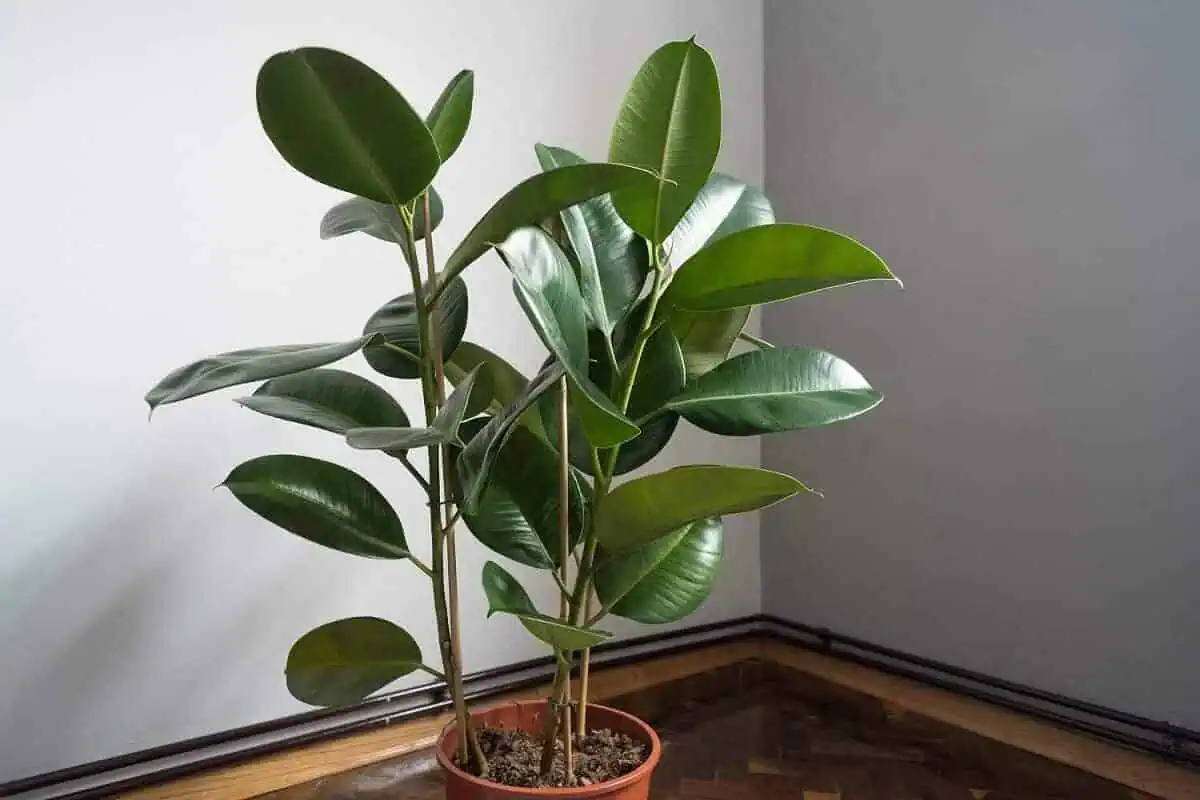 Fast Growing Indoor Plants - Rubber Plant