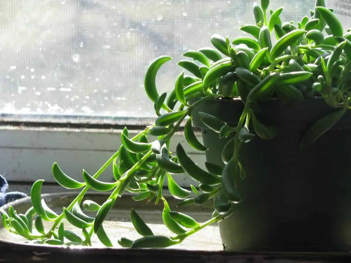 Fast Growing Indoor Plants - String of Bananas