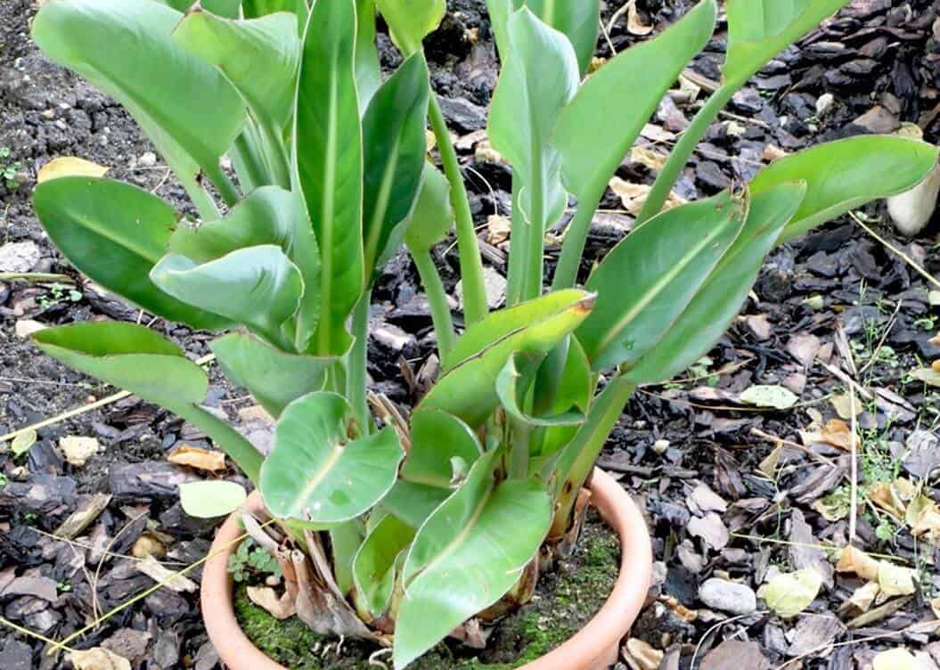 bird of paradise leaves curling