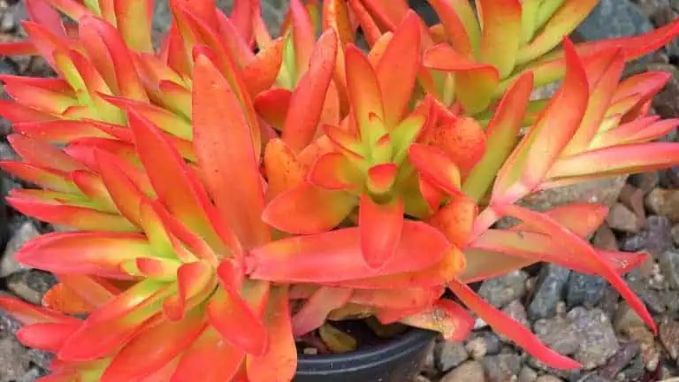 Crassula Campfire - Crassula capitella in a Pot Featured