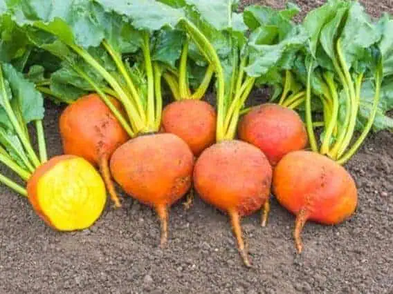 Types of Beets - Golden Beets - Yellow