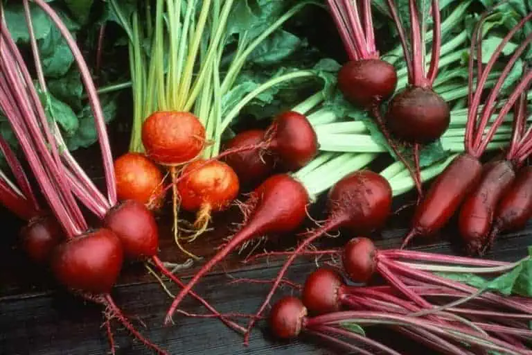 Types of Beets - Yellow - Striped - Cylindra - Red - Featured Image
